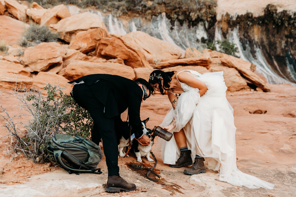 Bride and groom caring for dogs at elopement